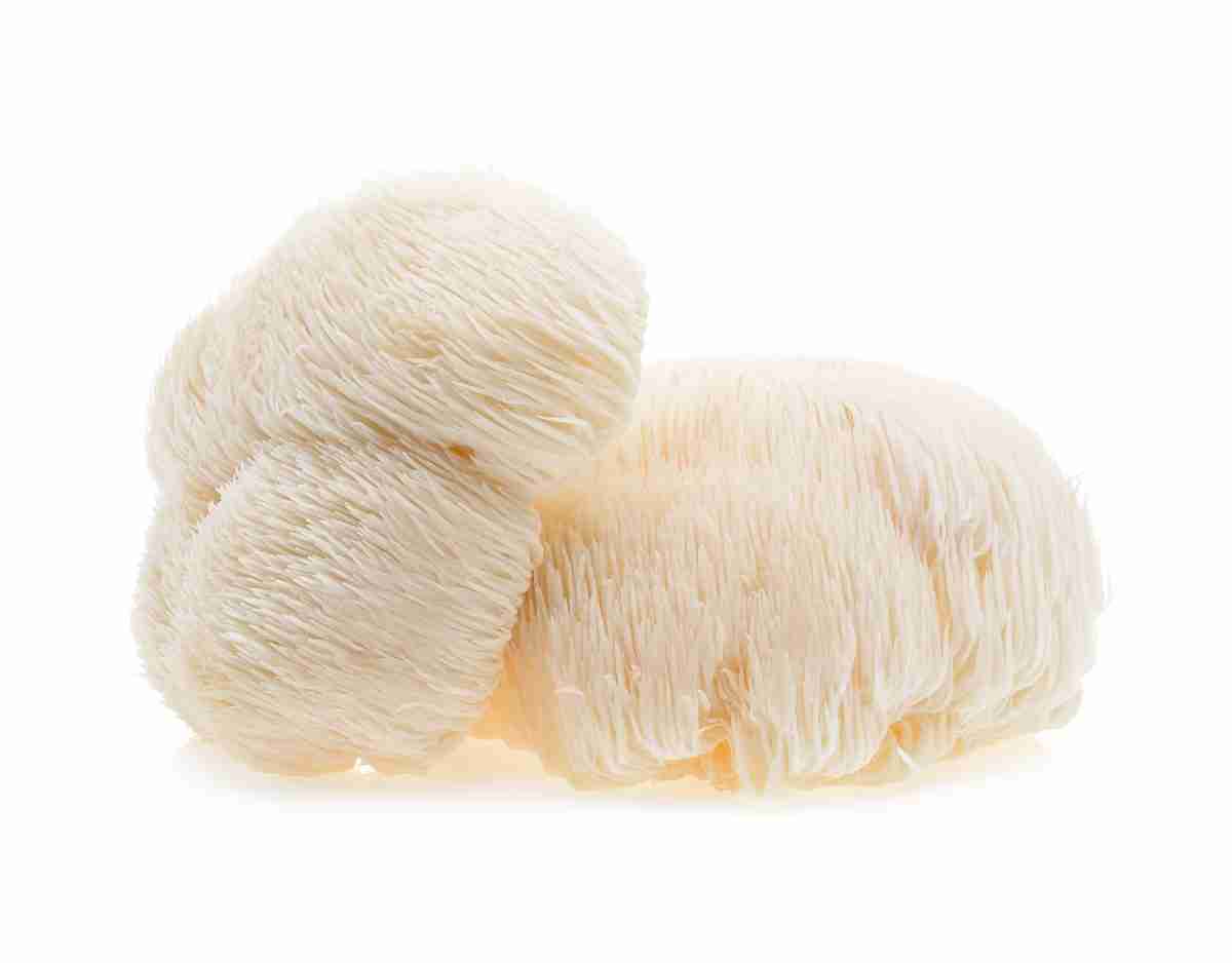 Mushroom Coffee for Creativity - Shyne Coffee