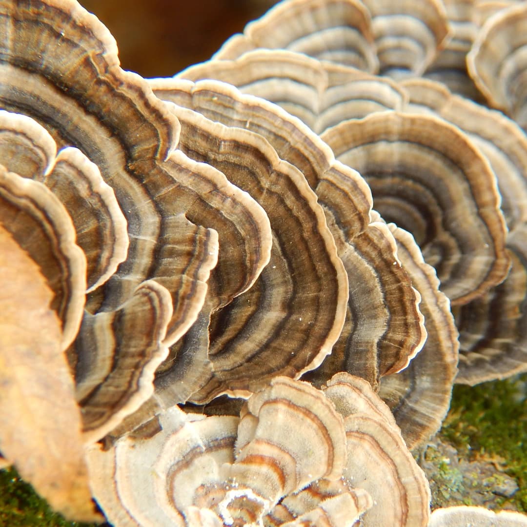 Gut Health and Turkey Tail - Shyne Coffee